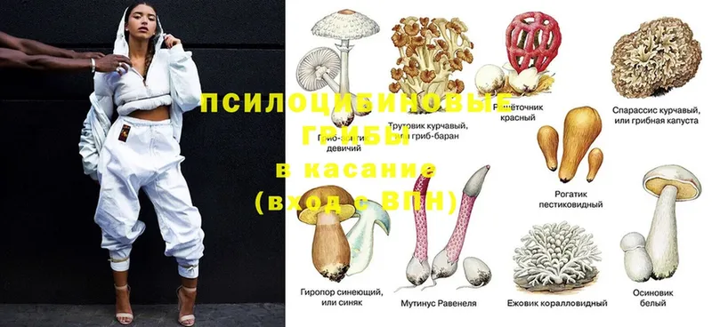 где продают   Мамадыш  Галлюциногенные грибы ЛСД 